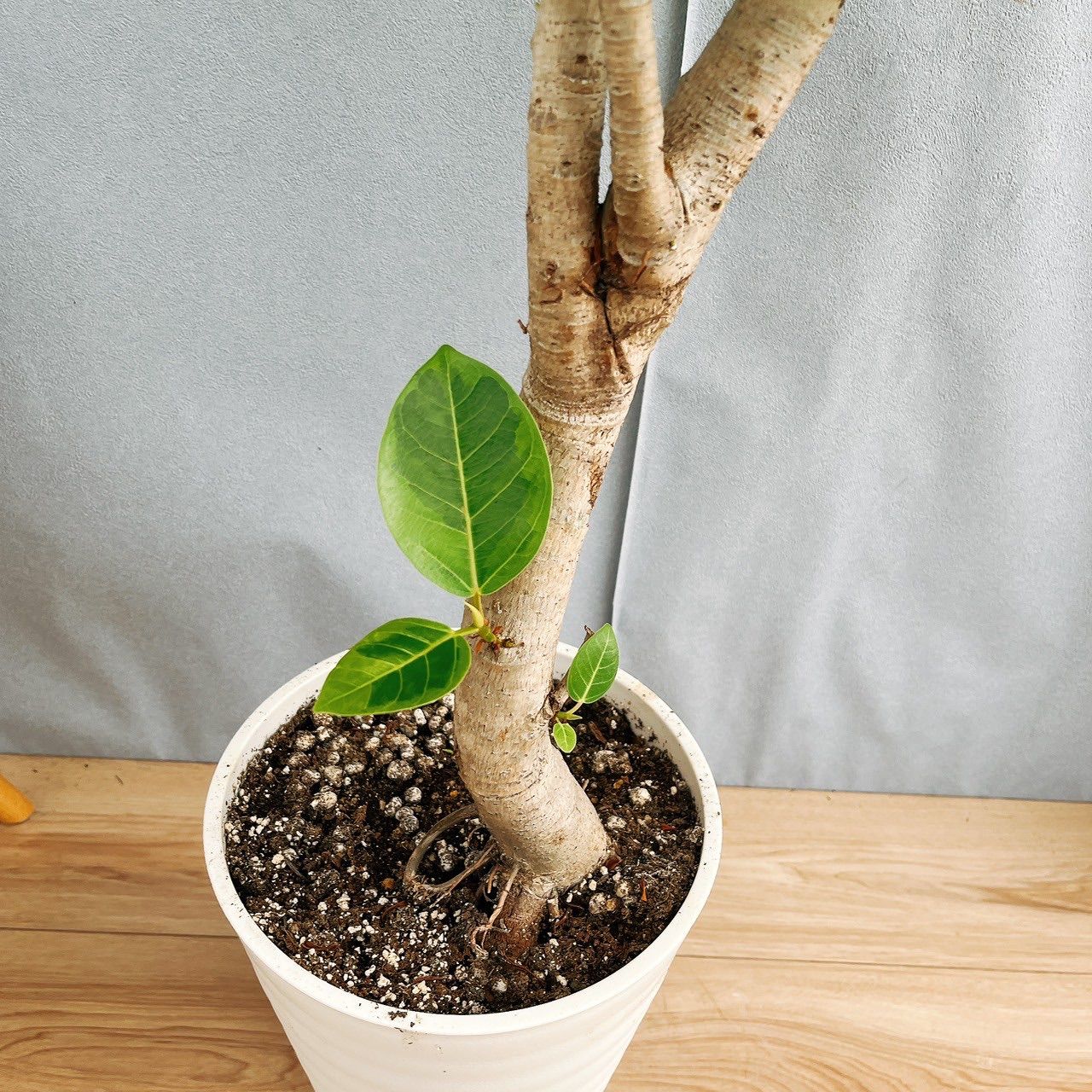 ［現品］95番 フィカス　アルテシマ　曲がり　8号　観葉植物　室内　ゴムの木 現品］95番 フィカス アルテシマ 曲がり 8号 観葉植物 室内 ゴムの木