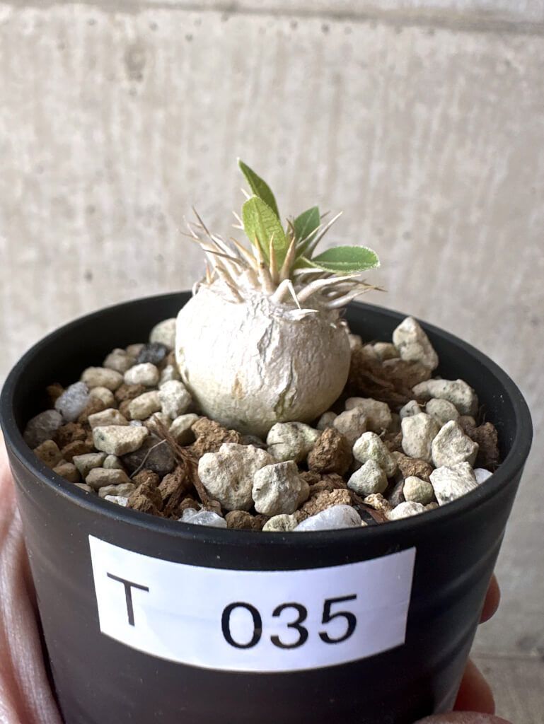 （ガロ）CR GI DREAM 1/309.13（循環加工済） ガロ）CR GI DREAM 1/309.13（循環加工済） ガロ）CR GI DREAM 1