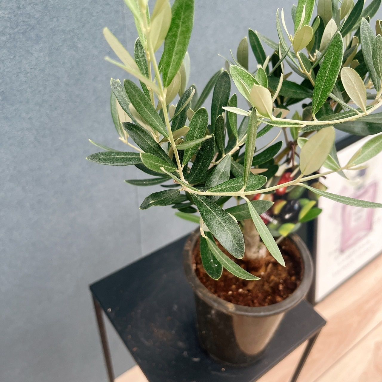 ［現品］4番　創樹　オリーブ　ミッション　7号ベランダ　SOUJU オリーブの木 現品］♡かわいい♡ 9番 創樹 オリーブ ミッション 4号 観葉植物 小型