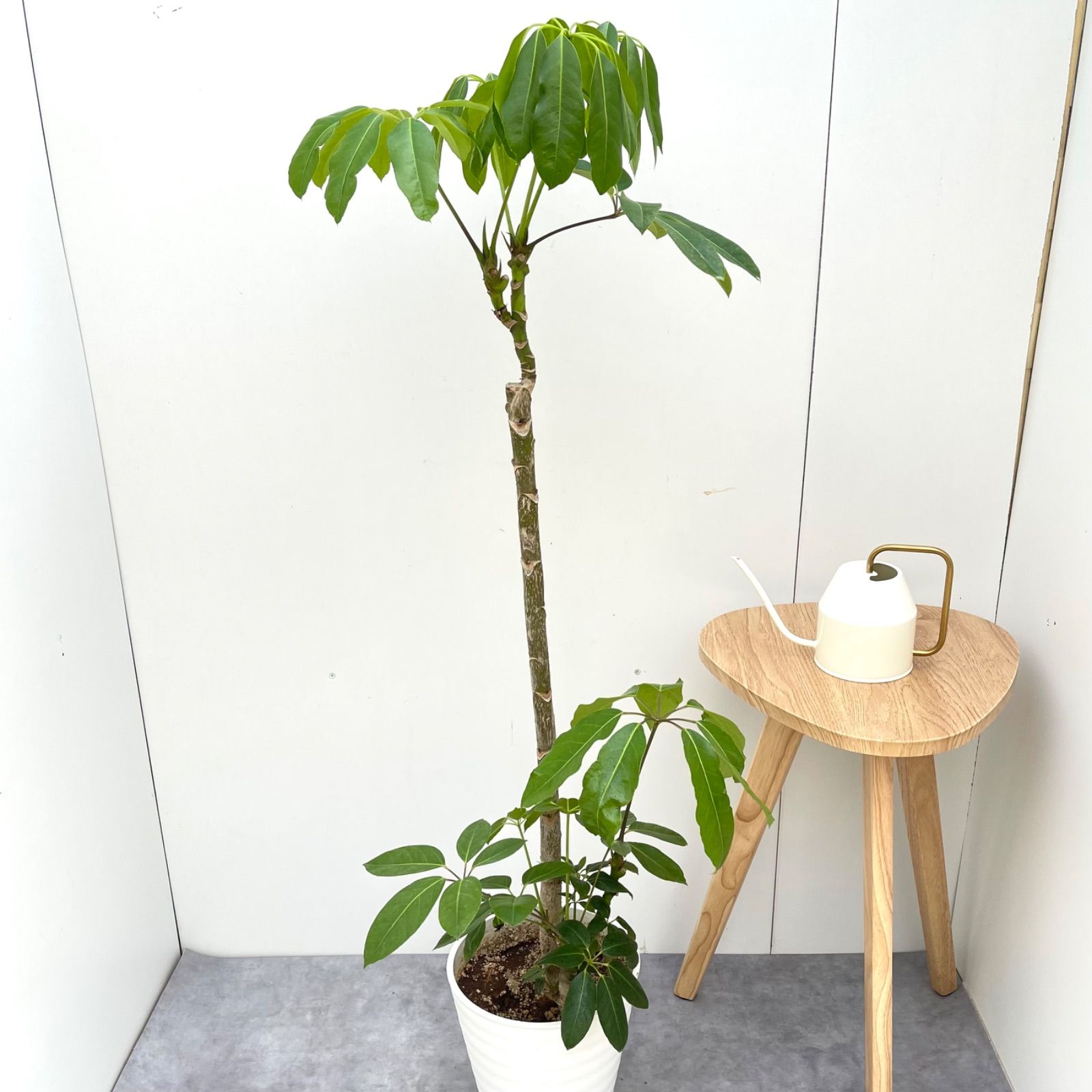 ブラッサイア 2【現品】観葉植物 大型 室内 - メルカリ
