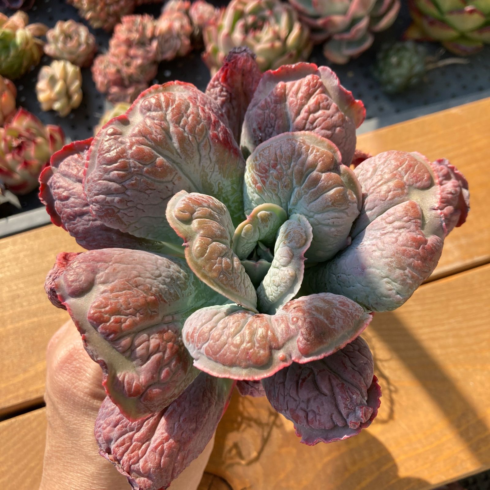新入荷】エケべリア バロンボールド 多肉植物韓国苗【ポコ多肉