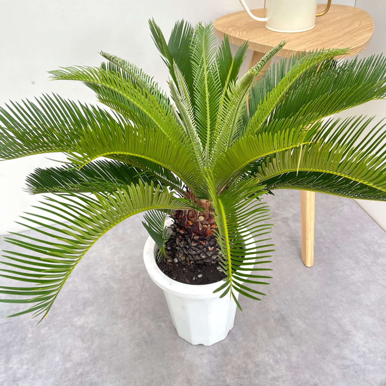 ソテツ 蘇鉄 現品 ドライガーデン 観葉植物 屋外 大型