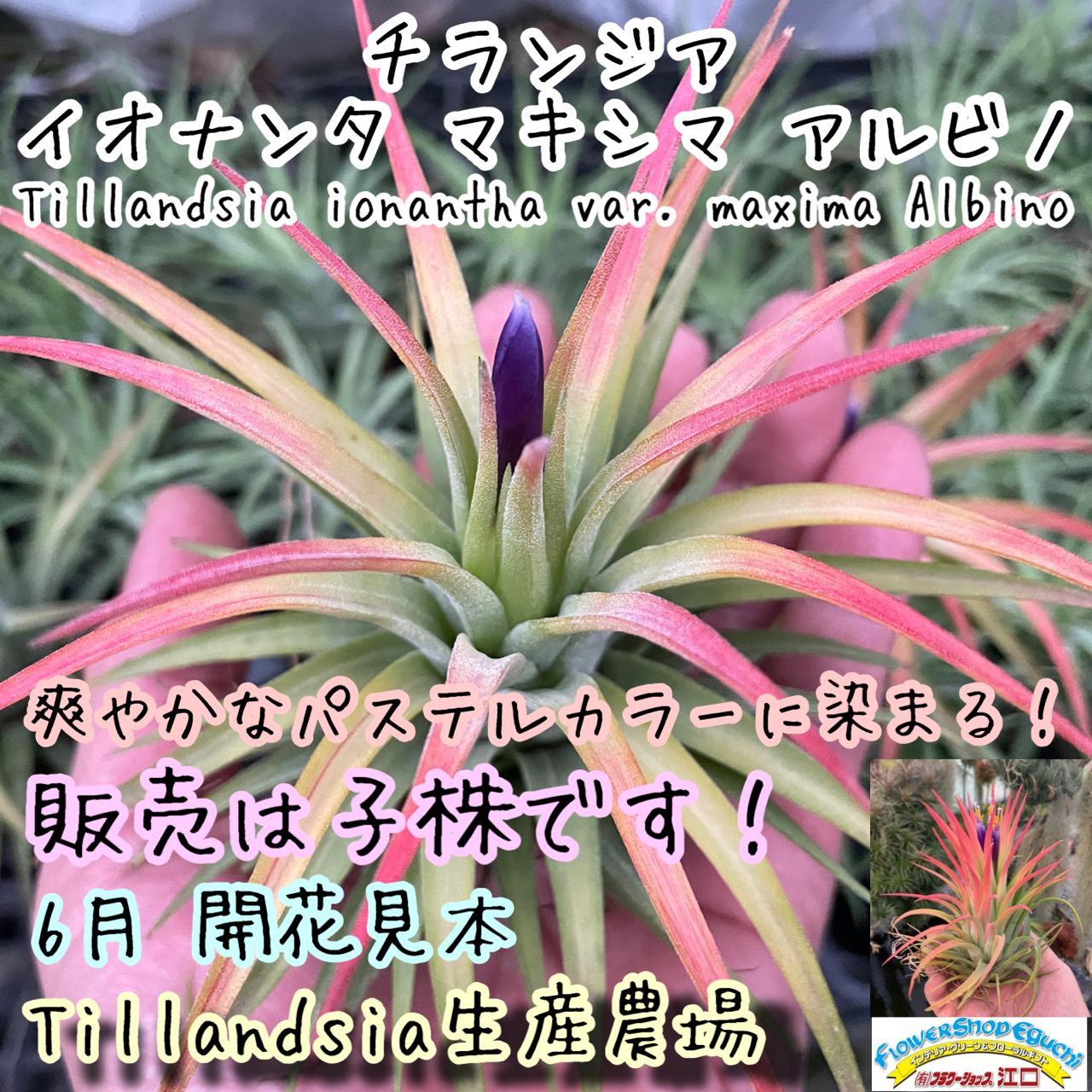 チランジア　イオナンタ　マキシマ　アルビノ　クランプ イオナンタ マキシマ アルビノ Tillandsia ionantha var. maxima