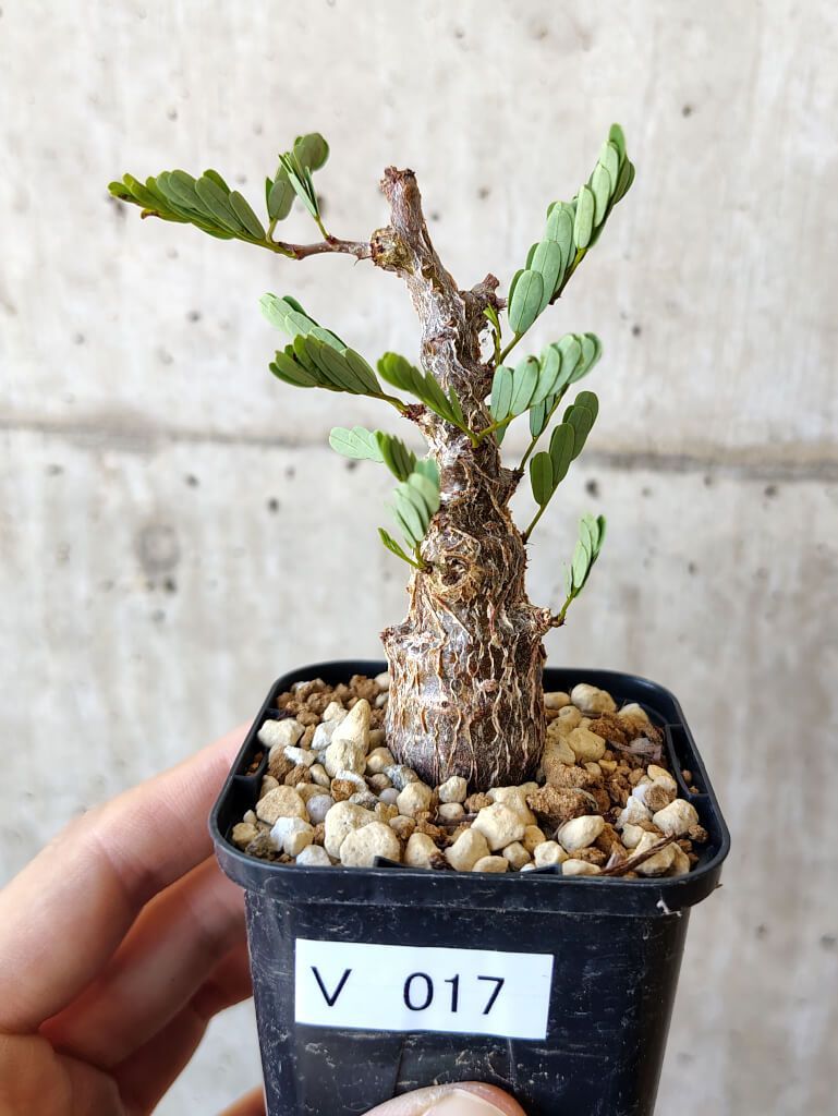 センナ メリディオナリス【現地株】 センナ メリディオナリス 現地株