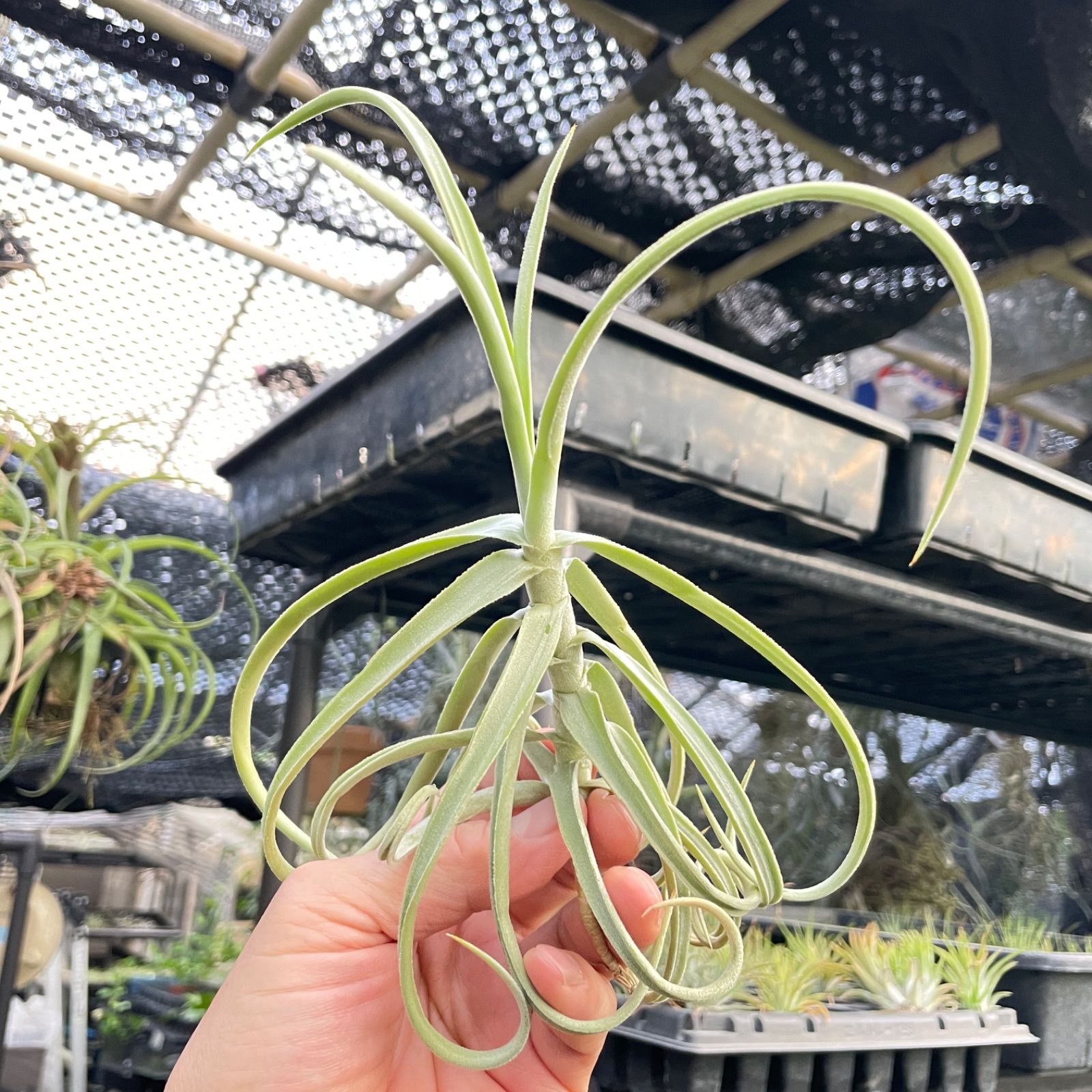 チランジア ドゥラティ Tillandsia duratii＊エアプランツ＠フラワーショップ江口