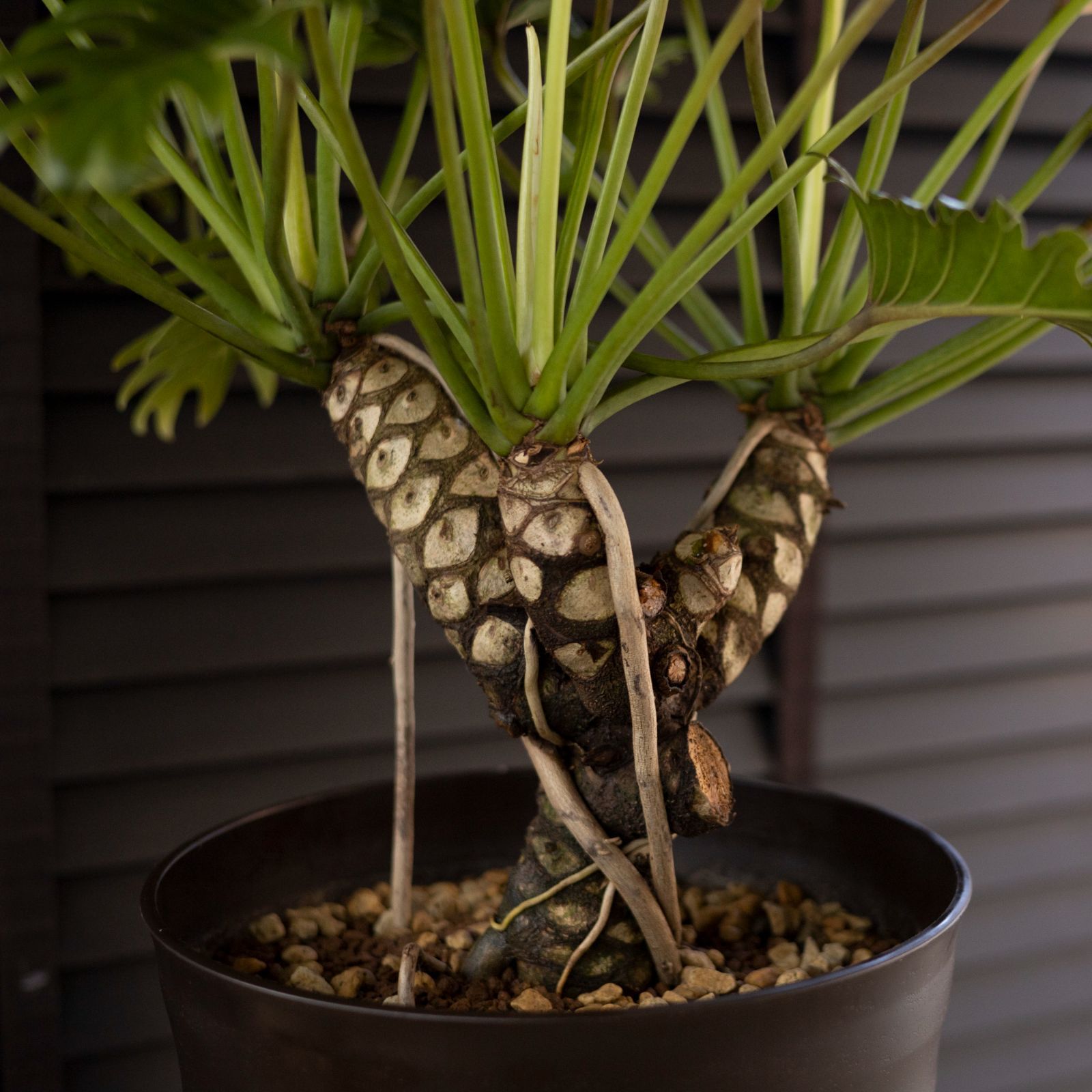 根上りクッカバラ フィロデンドロン kookaburra 9号 観葉植物 - メルカリ