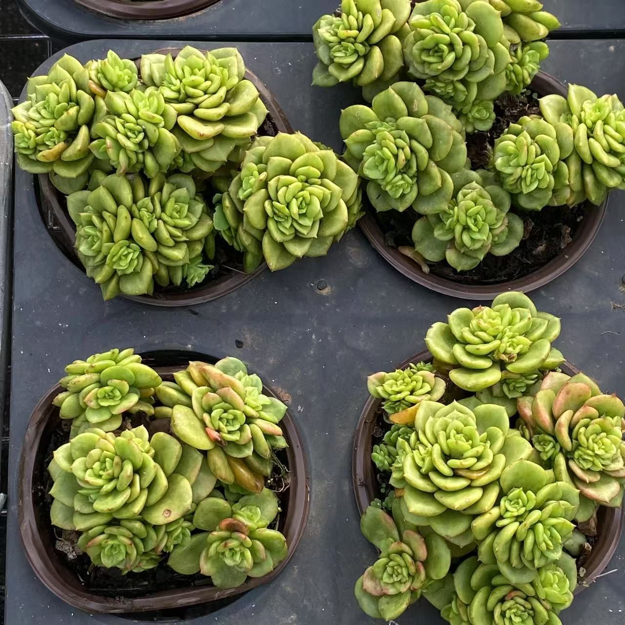 18株の抜き苗セット】ローリー 多肉植物 佐川急便発送