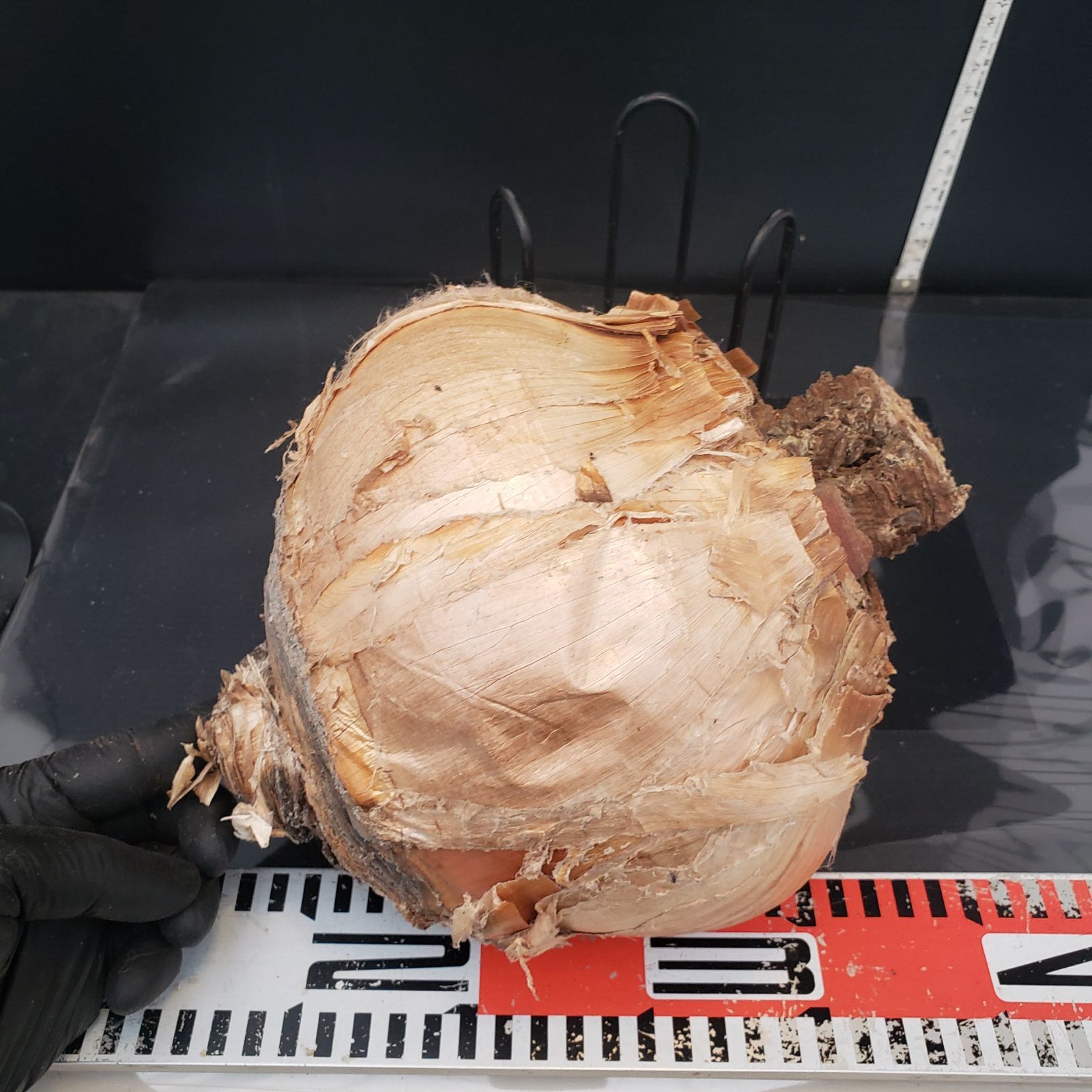 Z406 最新到着 Boophane ハエマンソイデス 現地球 抜き苗 球根植物 ブーファン ハエマンソイデス YUZUMIYA_COM