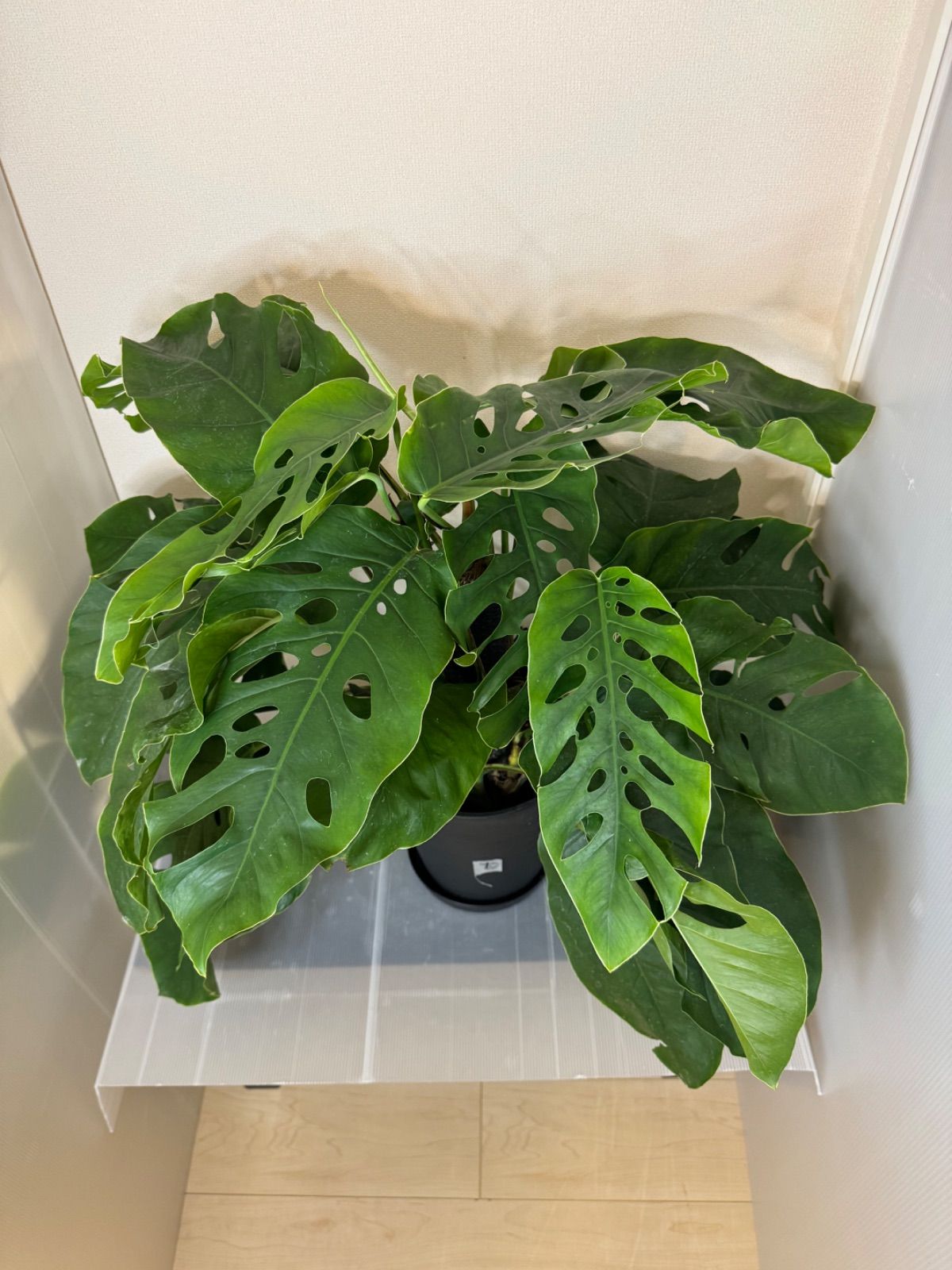 希少】モンステラ デュビア モンステラ・デュビアってなに？基本情報や  