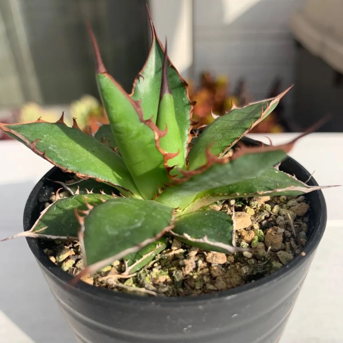 アガベ♫厳選株♫実生苗、アガベホリダ♫アガベ.ホリダsspホリダ♫抜き