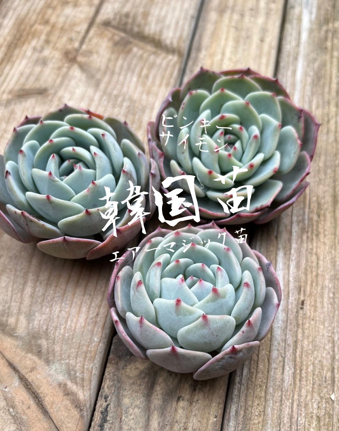 多肉植物　韓国苗　マジック 多肉植物韓国苗マジック
