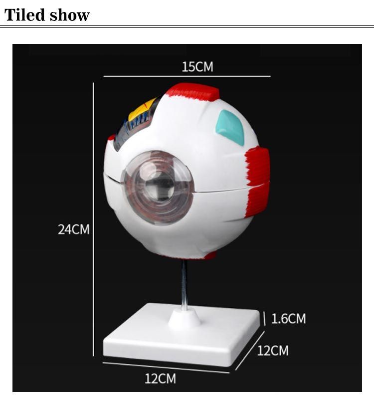 眼球 6倍拡大模型 目玉 眼球 目 眼 眼球モデル 人体模型 立体 解剖学