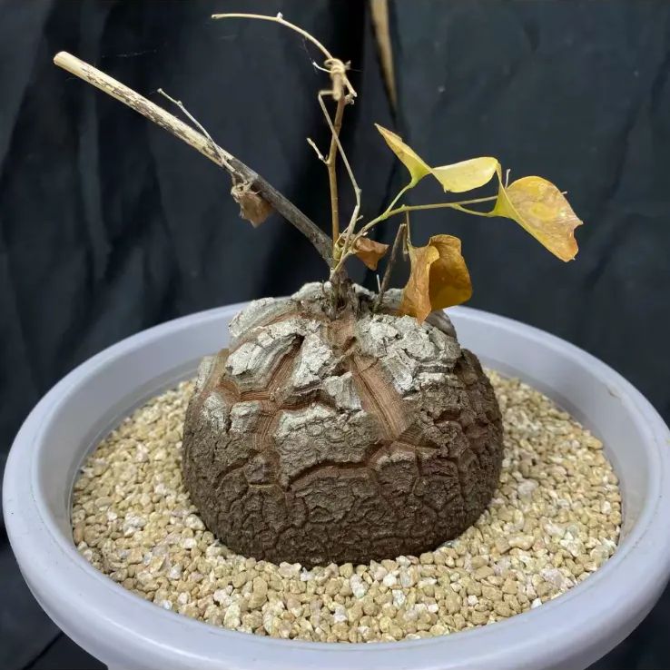 B*d様 メキシコ亀甲竜　現地球 dioscorea macrostachya メキシコ亀甲竜《L size》※現地球らしい