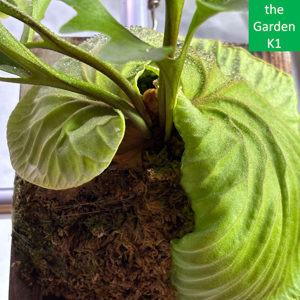 ビカクシダ リドレイ 板付け ビカクシダ、リドレイなんとか生きてます