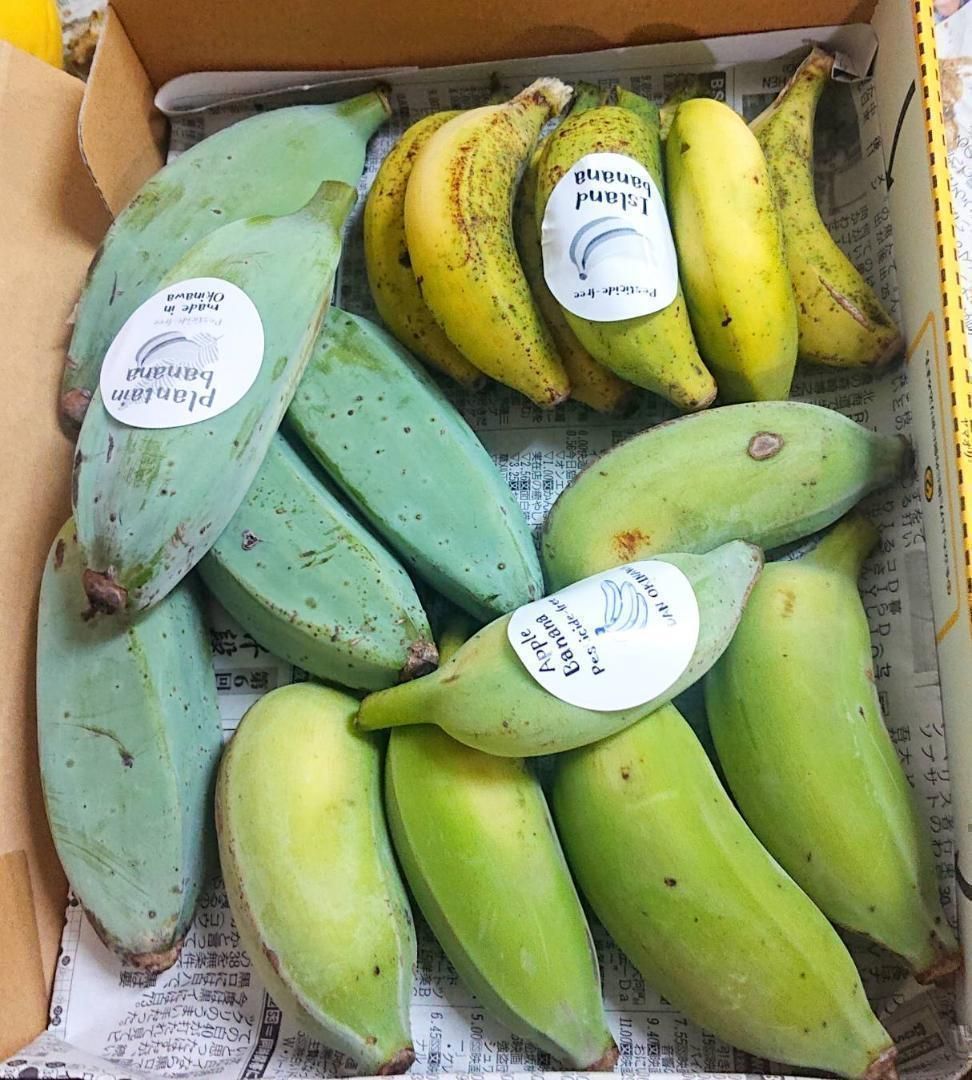 沖縄本島北部やんばる産 「島バナナ」「アップルバナナ」バナナセット！ - 果物