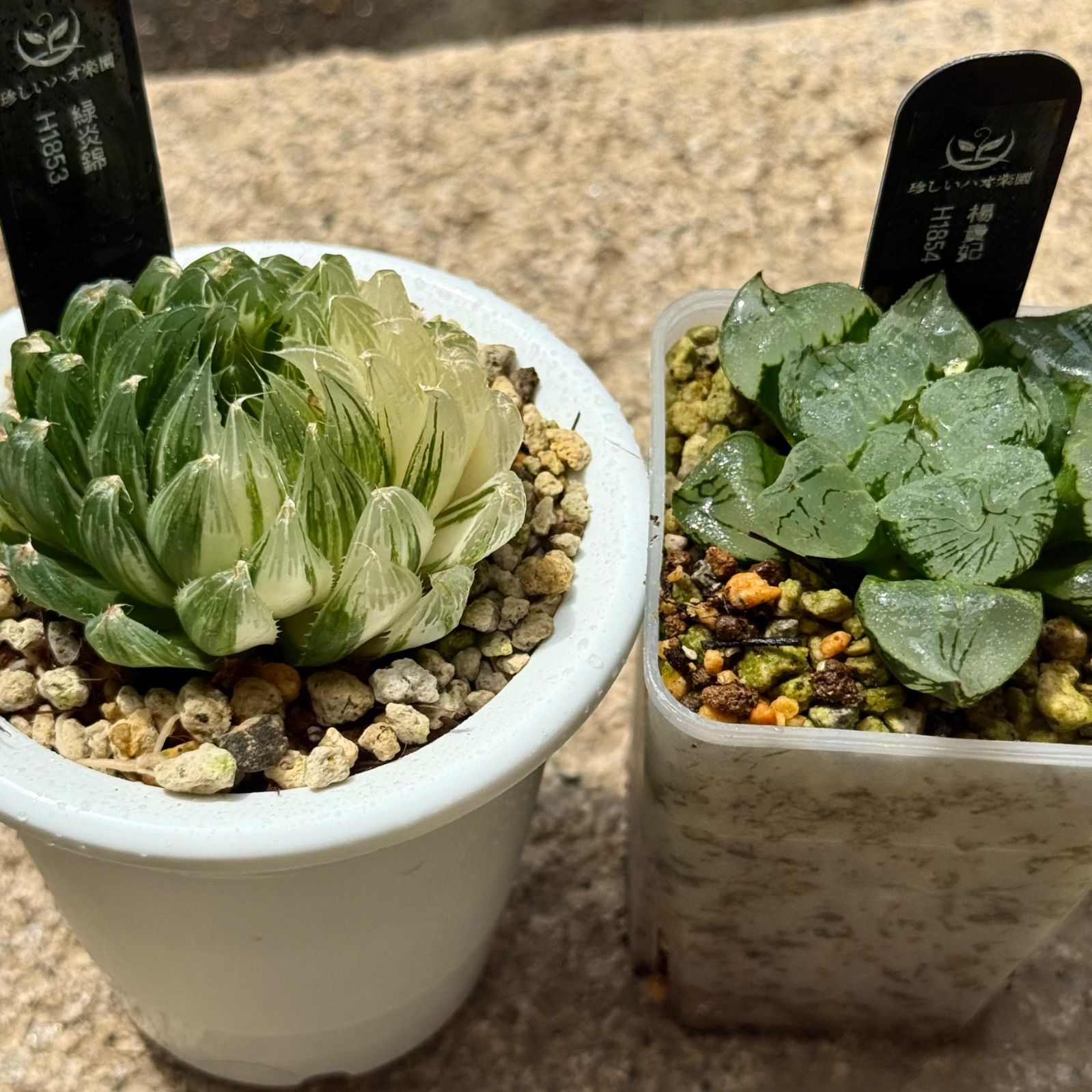 専用❤️メルカリ便付き同梱-250円　多肉植物　ハオルチア 丸葉月影 鉢のまま 専用❤️メルカリ便付き同梱-250円 多肉植物 ハオルチア 丸葉月
