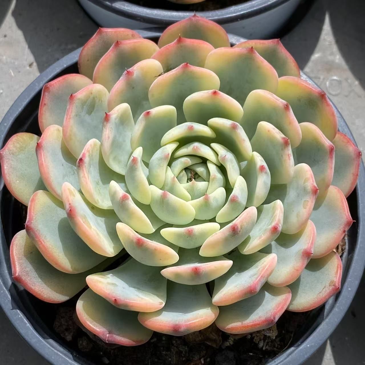 抜き苗 姫蓮錦 ZM1575×35株 ふっくら 多肉植物 エケベリア