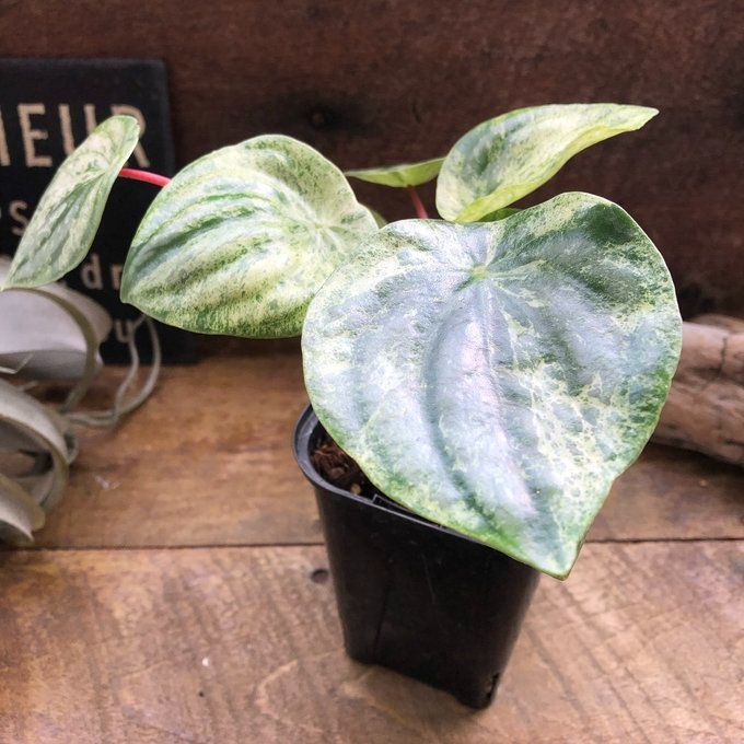 ●ポットごと♡雪兎♡斑入り♡サンデルシー♡希少♡スイカぺぺ♡ぺぺロミア♡観葉植物 雪兎 斑入りサンデルシー 希少 斑入りスイカぺぺ ぺぺロミア
