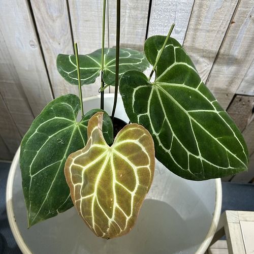 観葉植物 アンスリウム クリスタリナム サウスアメリカ 5号(現品