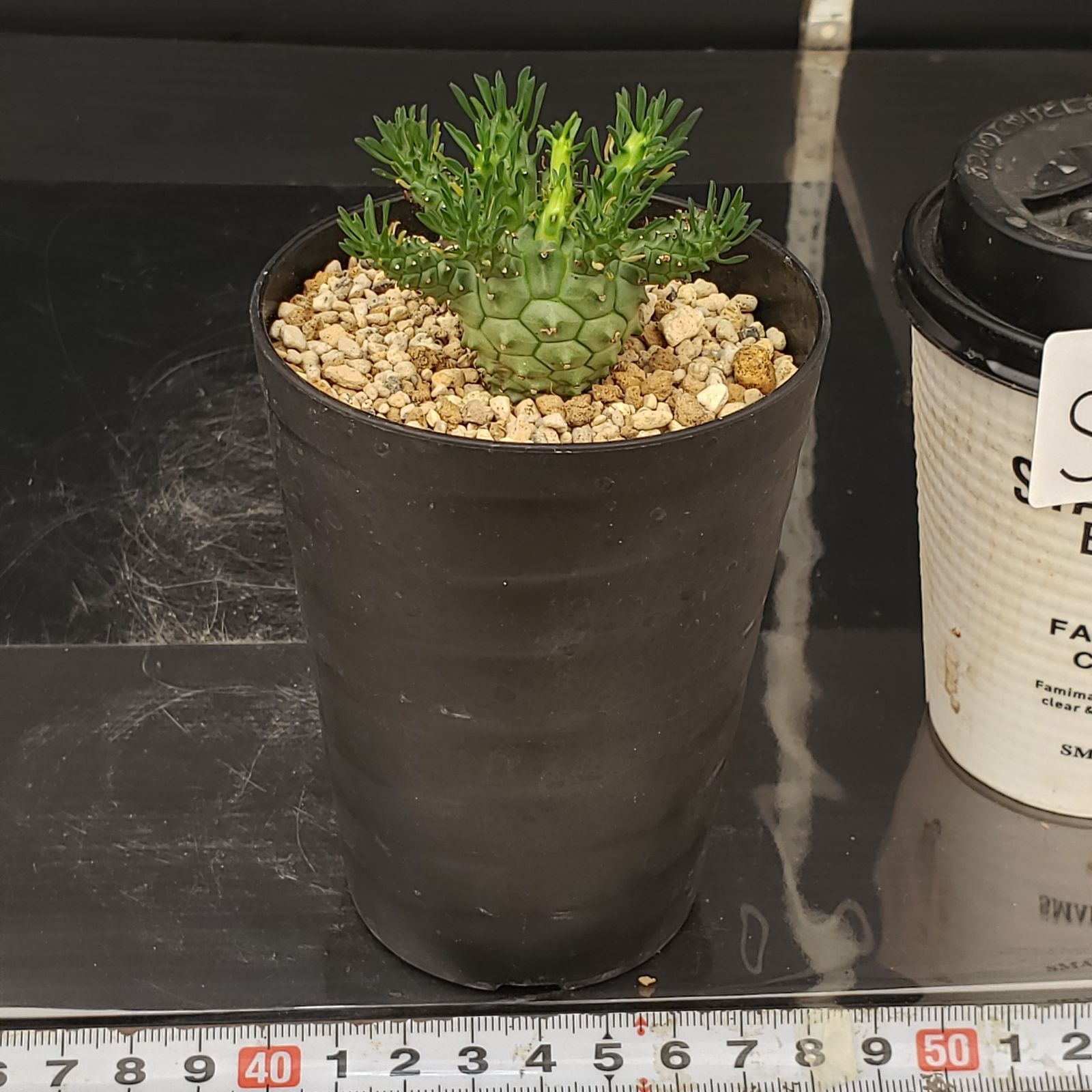 S184【自社養生株】ユーフォルビア デセプタ（発根株・鉢植え