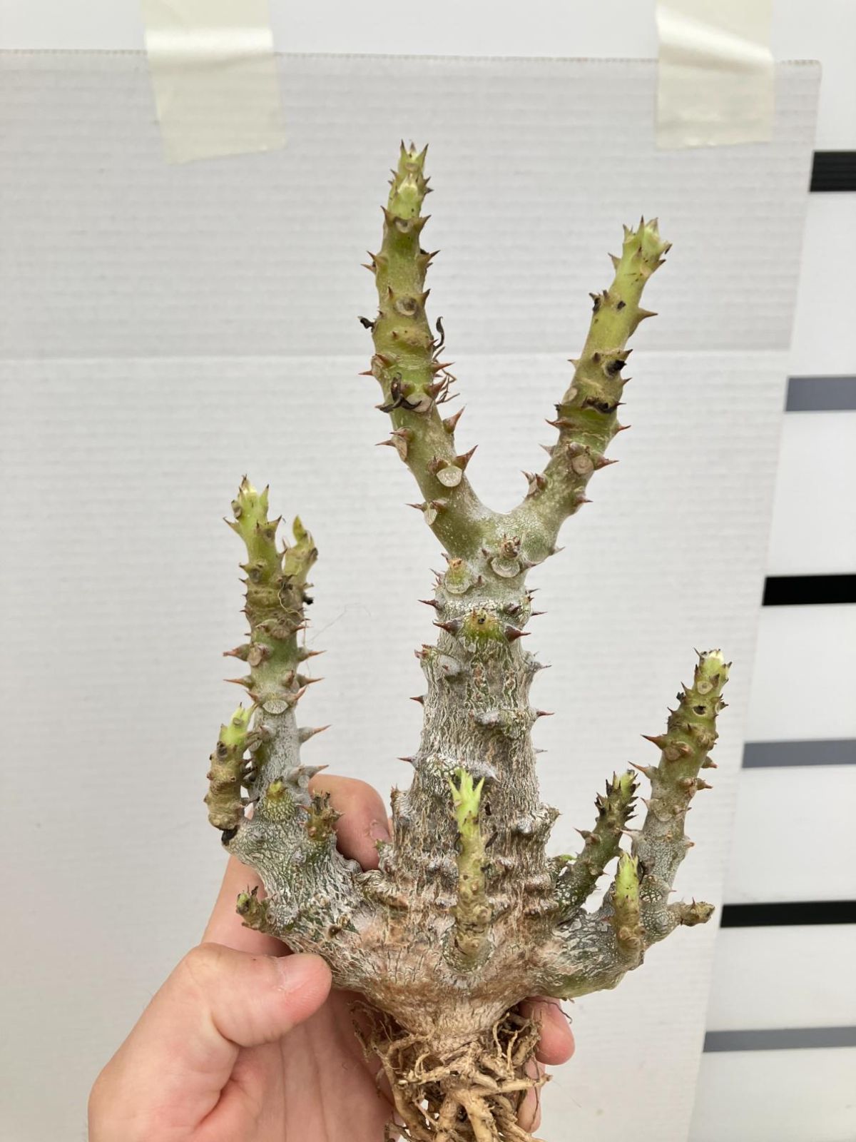 2858 「実生」パキポディウム ウィンゾリ 抜き苗【種から発芽・最新到着・Pachypodium windsorii・葉落ちします】 - メルカリ