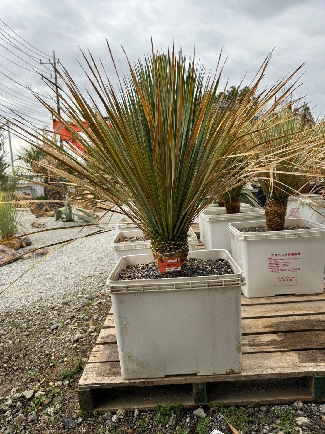 東国ミツバツツジ【品番3291】 東国 ミツバツツジ