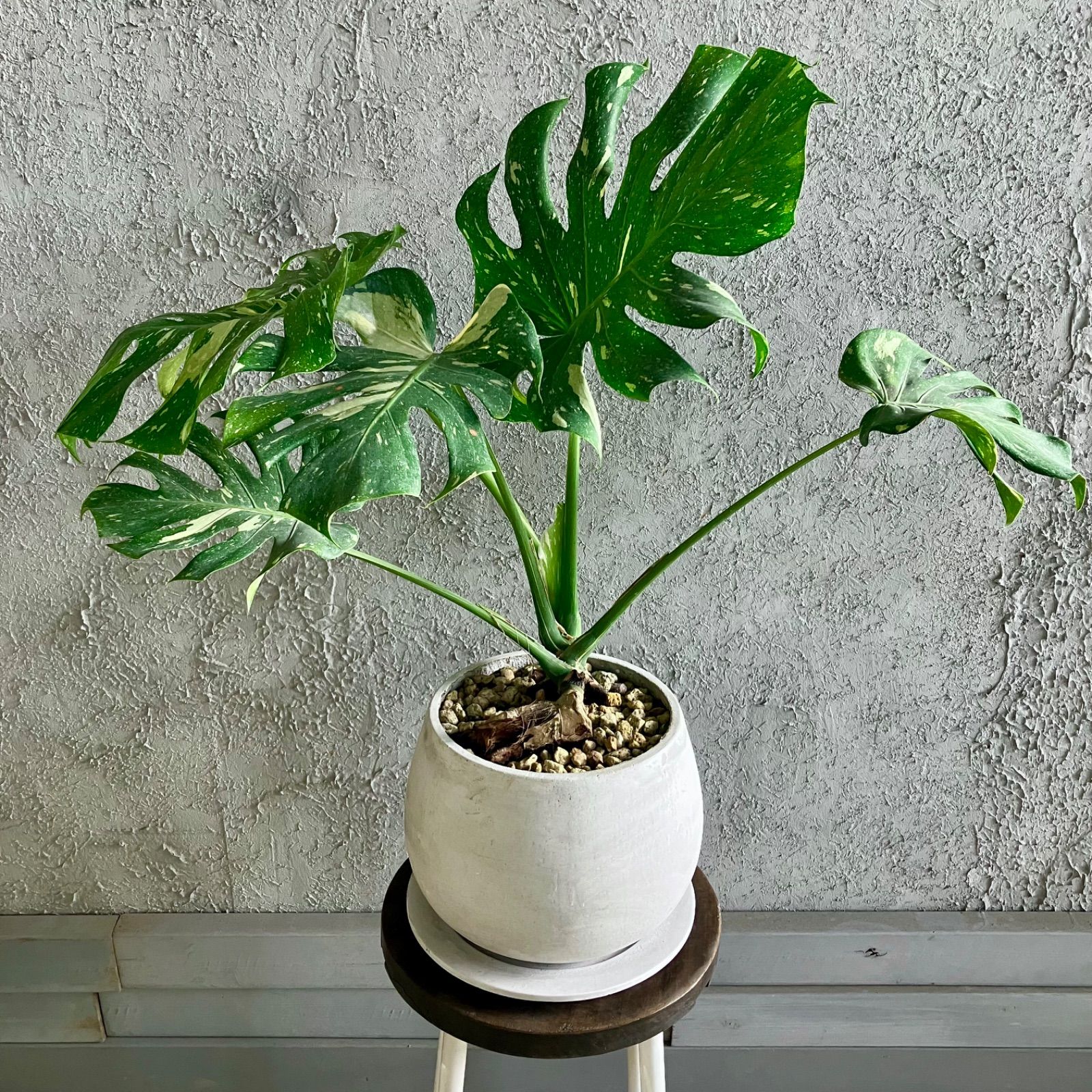 希少品種】斑入り モンステラ デリシオーサ イエローモンスター 7号