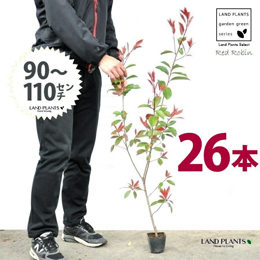 レッドロビン 3.5号 苗木 26本 高さ90～110cm 苗 苗木 苗ポット セイヨウカナメ カナメモチ 生垣
