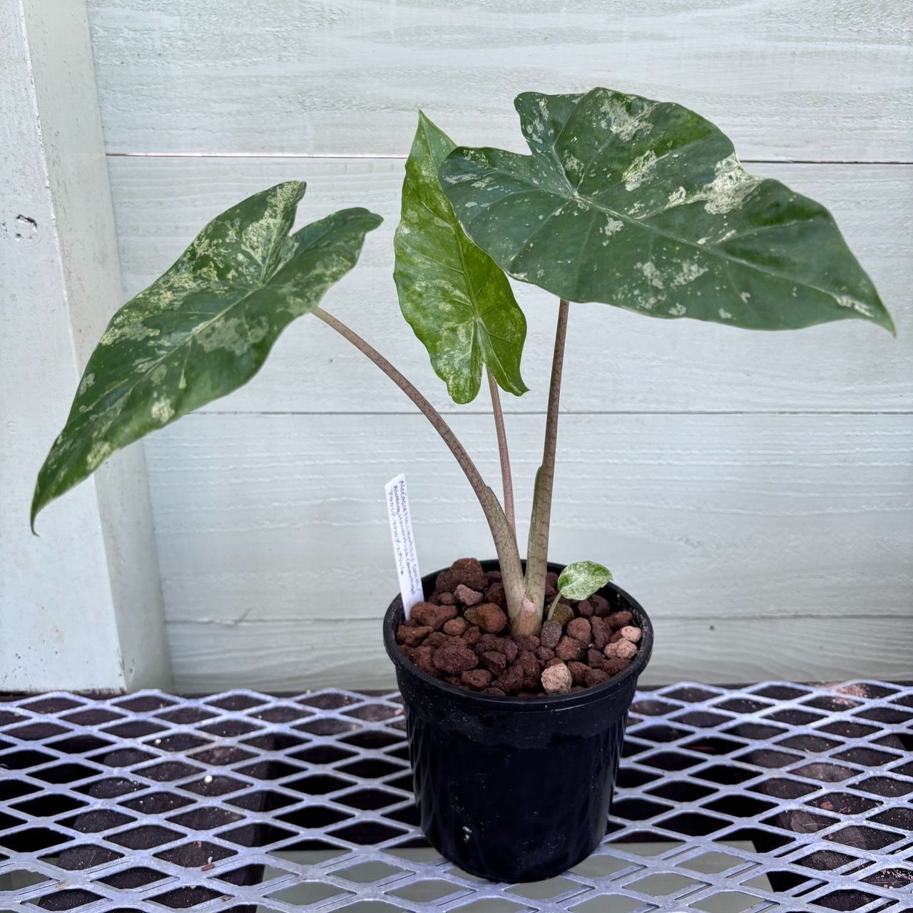 ラスト1株】アロカシア マクロリザ スプラッシュ 斑入り Alocasia