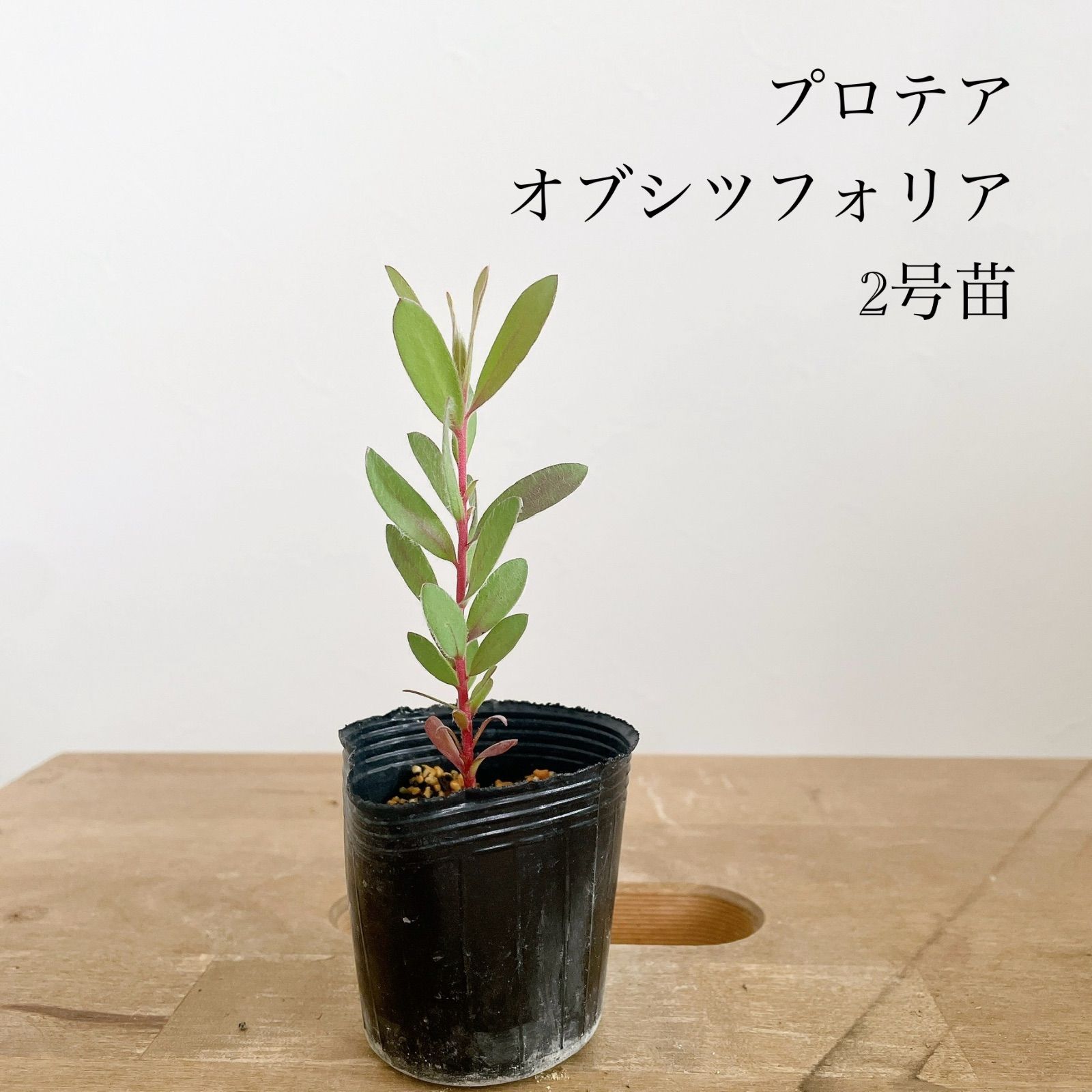 希少 大苗 ホリコロ50実生 オーズプランツさん メルカリ便発送