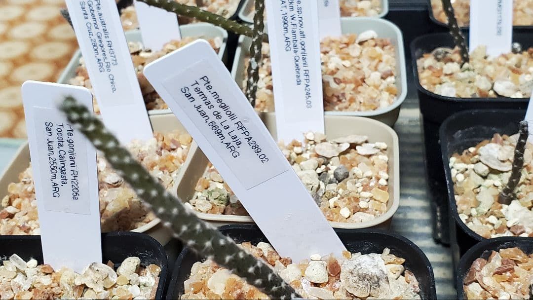 激 プテロカクタス フランス種子実生 19種類セット YUZUMIYA_COM