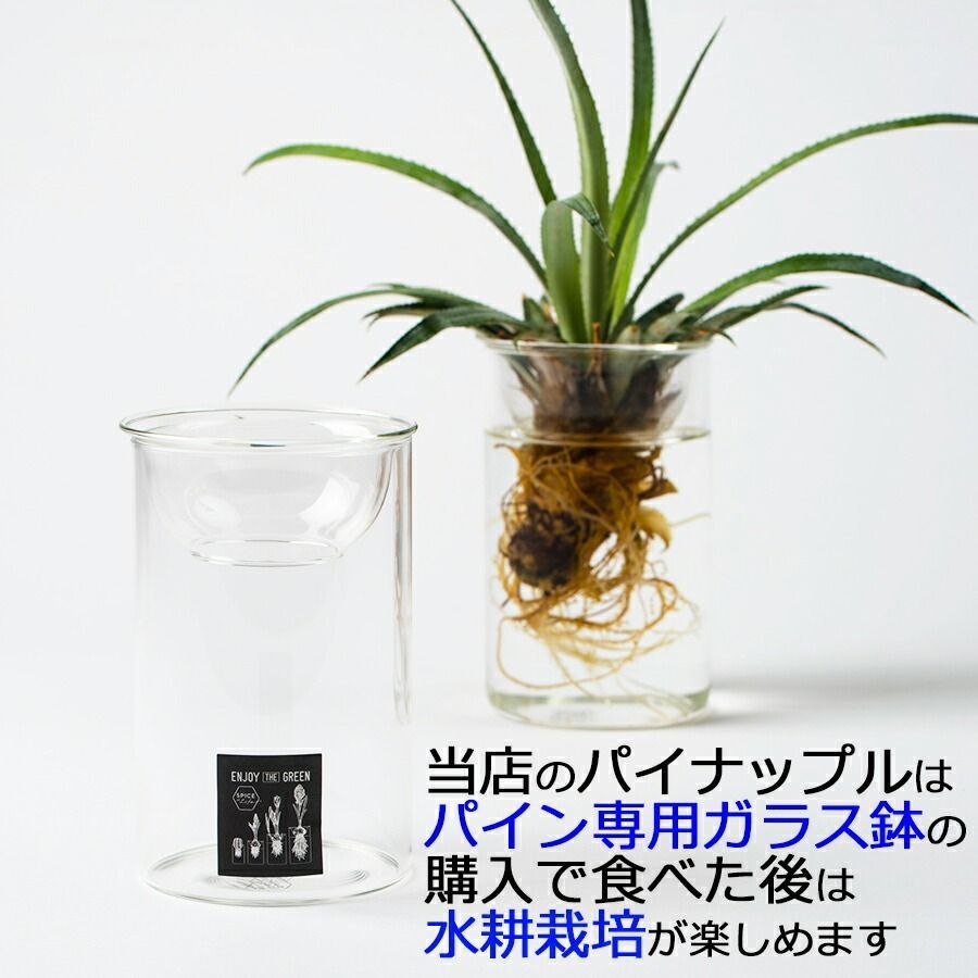 安心保証付