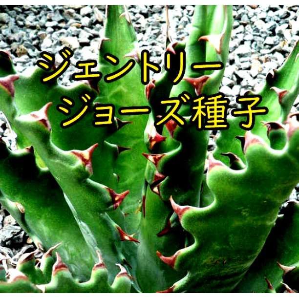 2月入荷 アガベ ジェントリー ジョーズ gentryi Jaws 種子 50粒 2月入荷 アガベ ジェントリー ジョーズ gentryi Jaws 種子 50粒