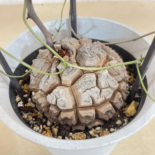 ユーフォルビア フスカ 現地球からカットした挿し木 発根済 010