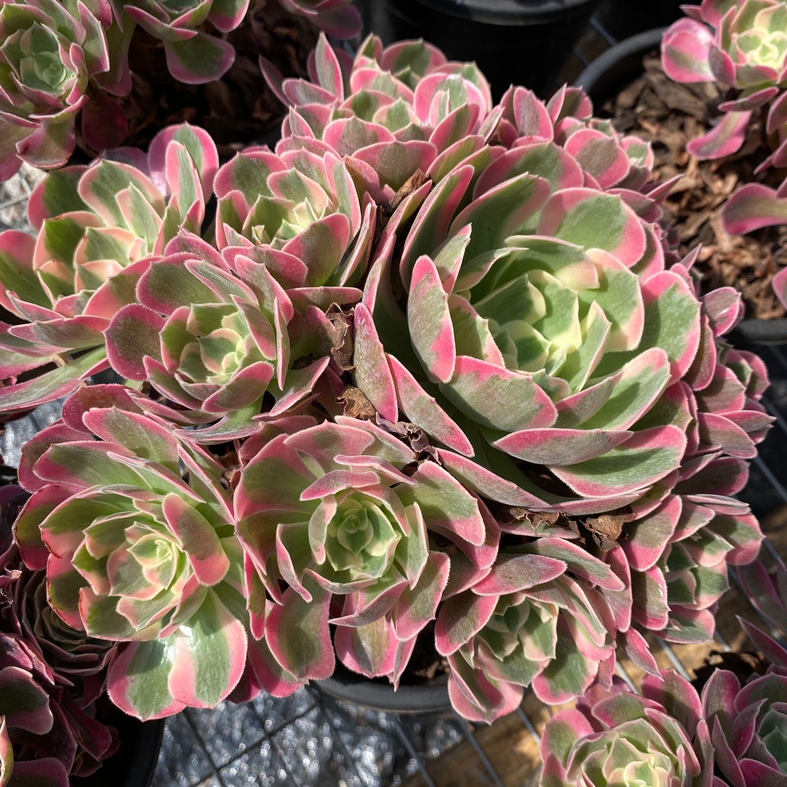 ベ*コ様 C2040×35株 ジプシー錦 抜き苗 多肉植物 エケベリア サボテン A2021×20株 ジプシー錦 抜き苗 多肉植物 エケベリア サボテン