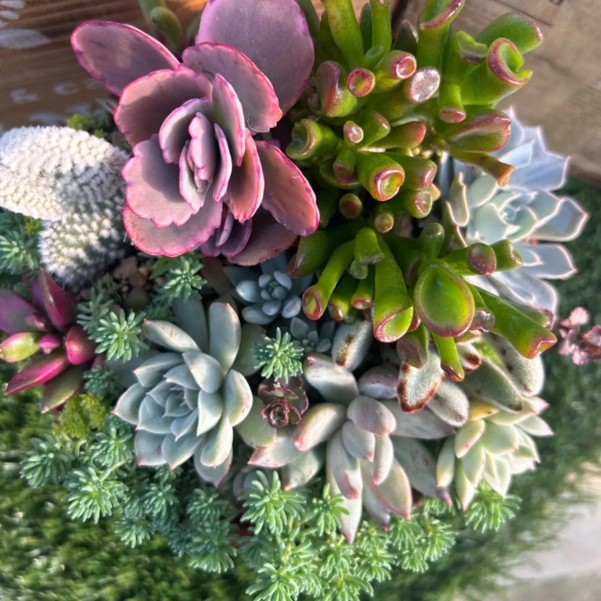 多肉植物 寄せ植え エケベリア・セダム 多肉植物 寄せ植えセット エケベリア セダム サボテン カラフル