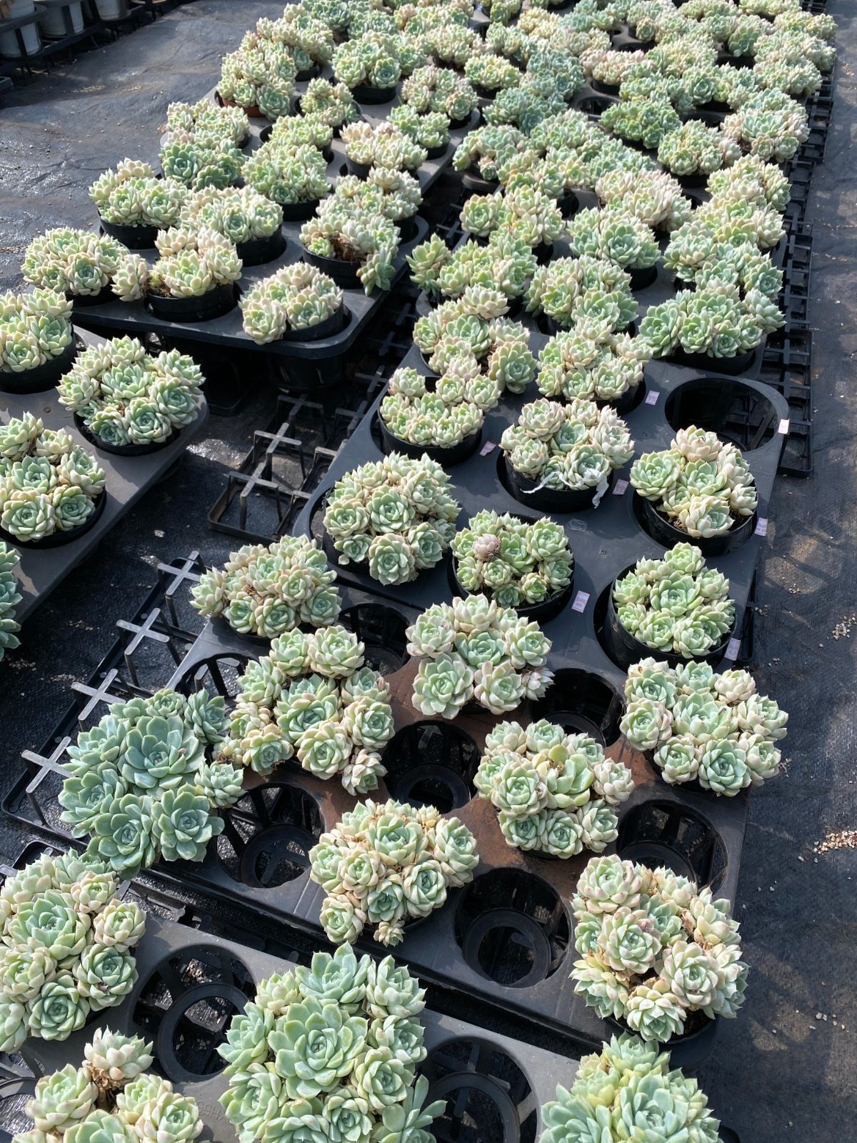 銀*丞様 R527　白月影　抜き苗　21株　多肉植物 エケベリア 韓国苗 サボテ 銀*丞様 R527 白月影 抜き苗 21株 多肉植物 エケベリア 韓国苗
