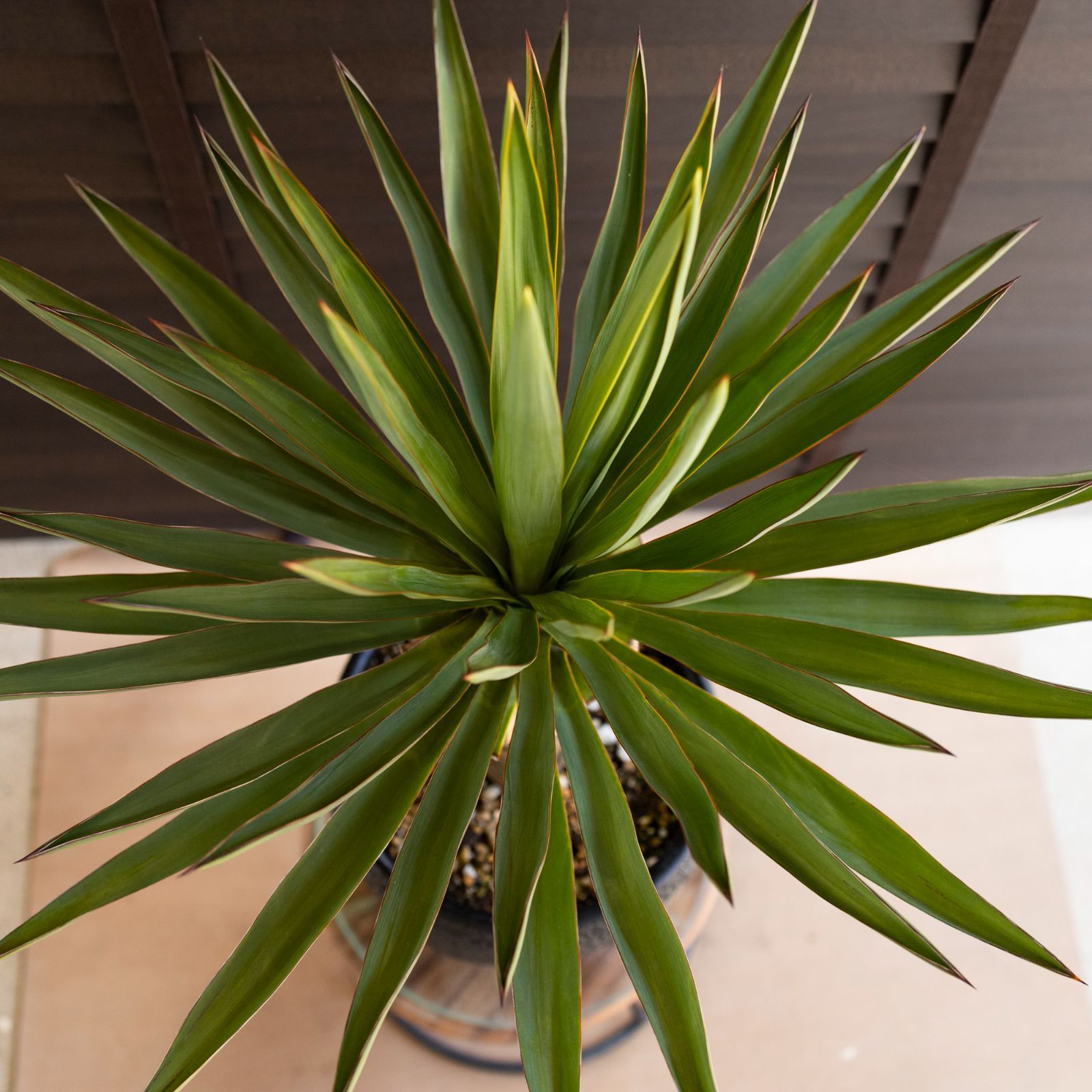 アツバキミガヨラン　ユッカグロリオサ ユッカ・グロリオサ（Yucca gloriosa）/ アツバキミガヨラン（厚