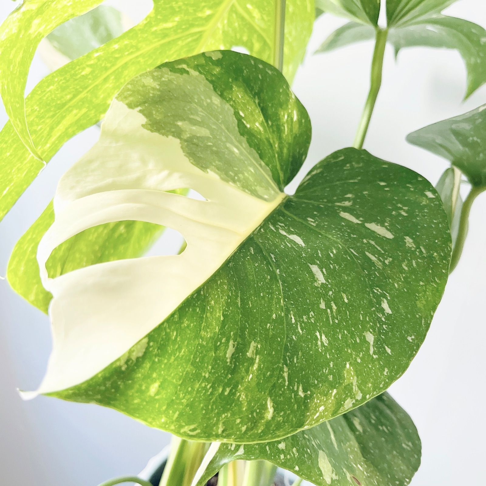 希少 斑入り モンステラ タイコンステレーション 2株植え 観葉植物  