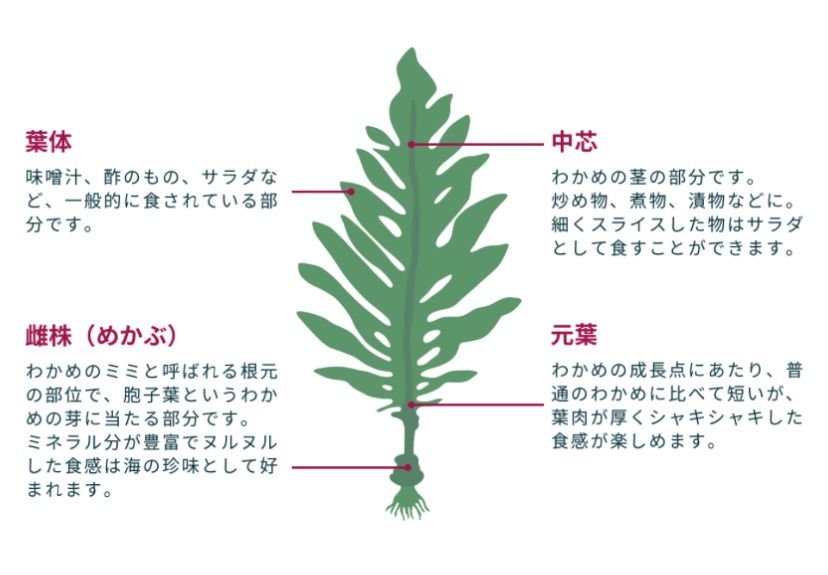 元茎わかめ 宮城県石巻産 新物 - メルカリ
