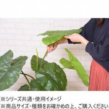 東谷