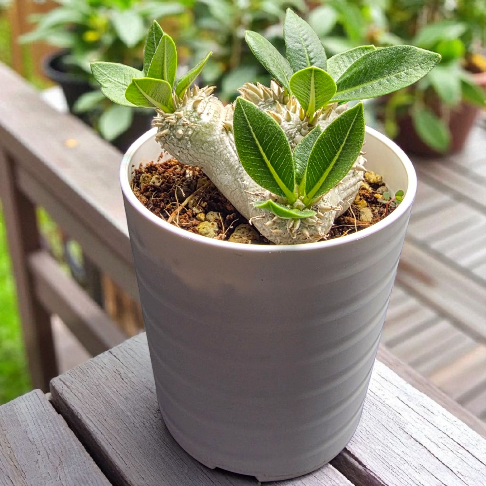 パキポディウム 恵比寿笑い Pachypodium brevicaule ⑪ パキポディウム 恵比寿笑い | GREEN LUCK