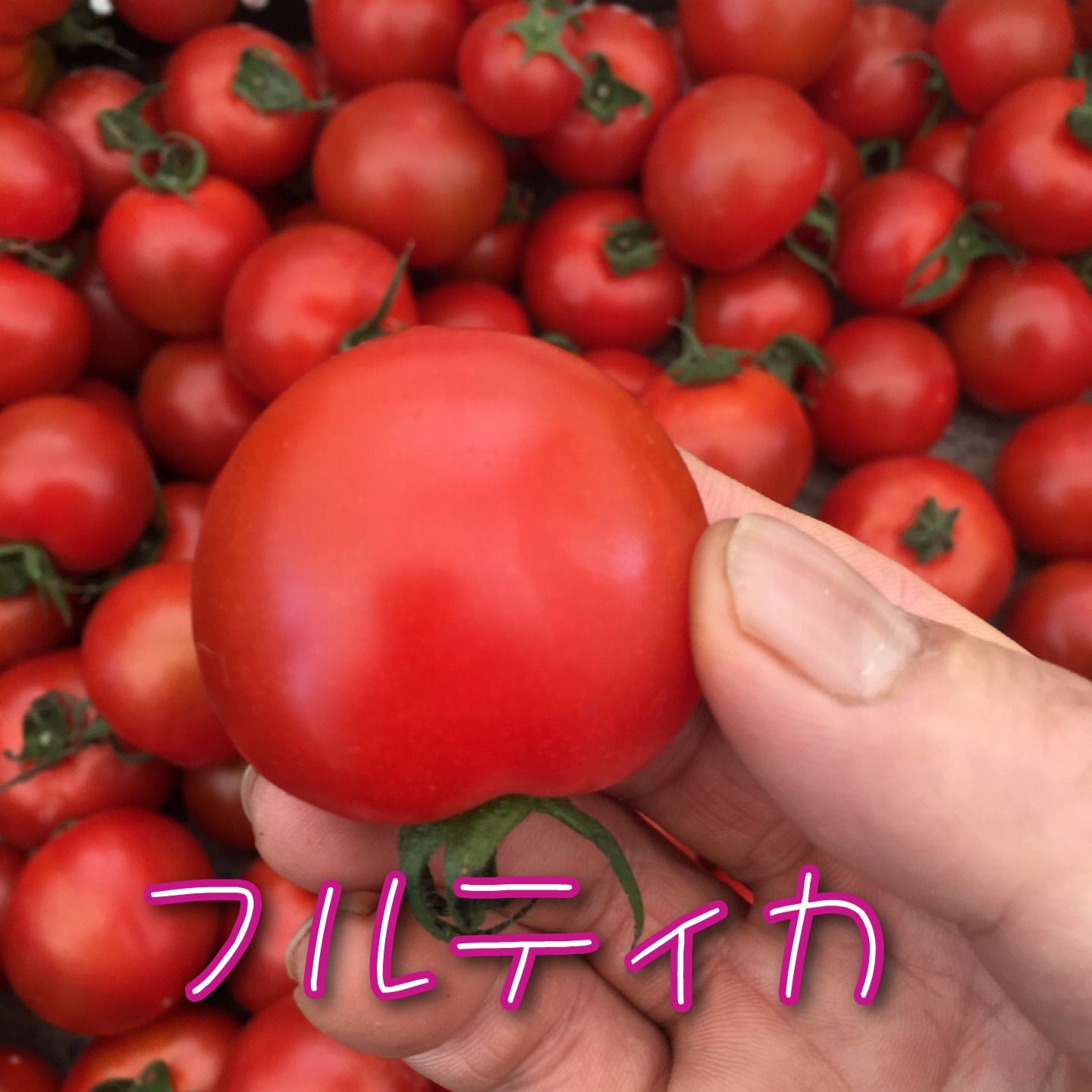 朝どりフルティカ🍅！2キロBOX！農家👩‍🌾より直送❣️常温配送❣️🚚メルカリ便80サイズ！フルーツトマト！