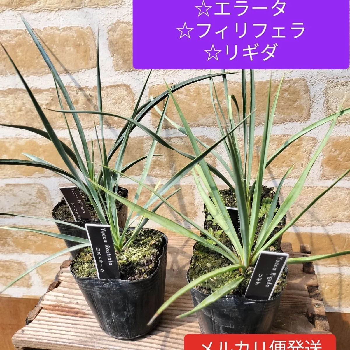ユッカロストラータ 6株 鉢のままメルカリ便発送 （春新作の 【6苗  
