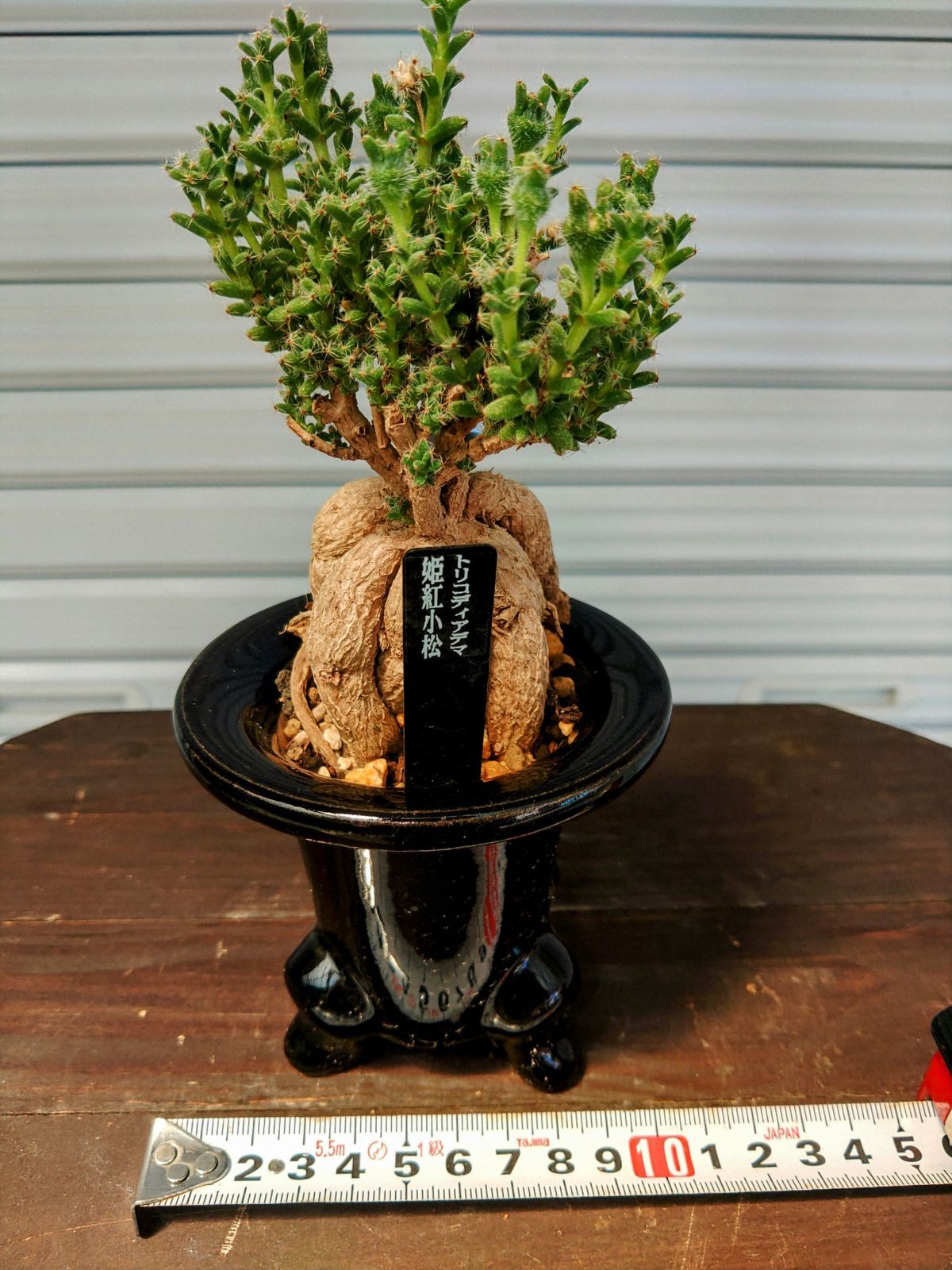 小品盆栽素材 真柏 815 小品盆栽、糸魚川真柏、手の平サイズ