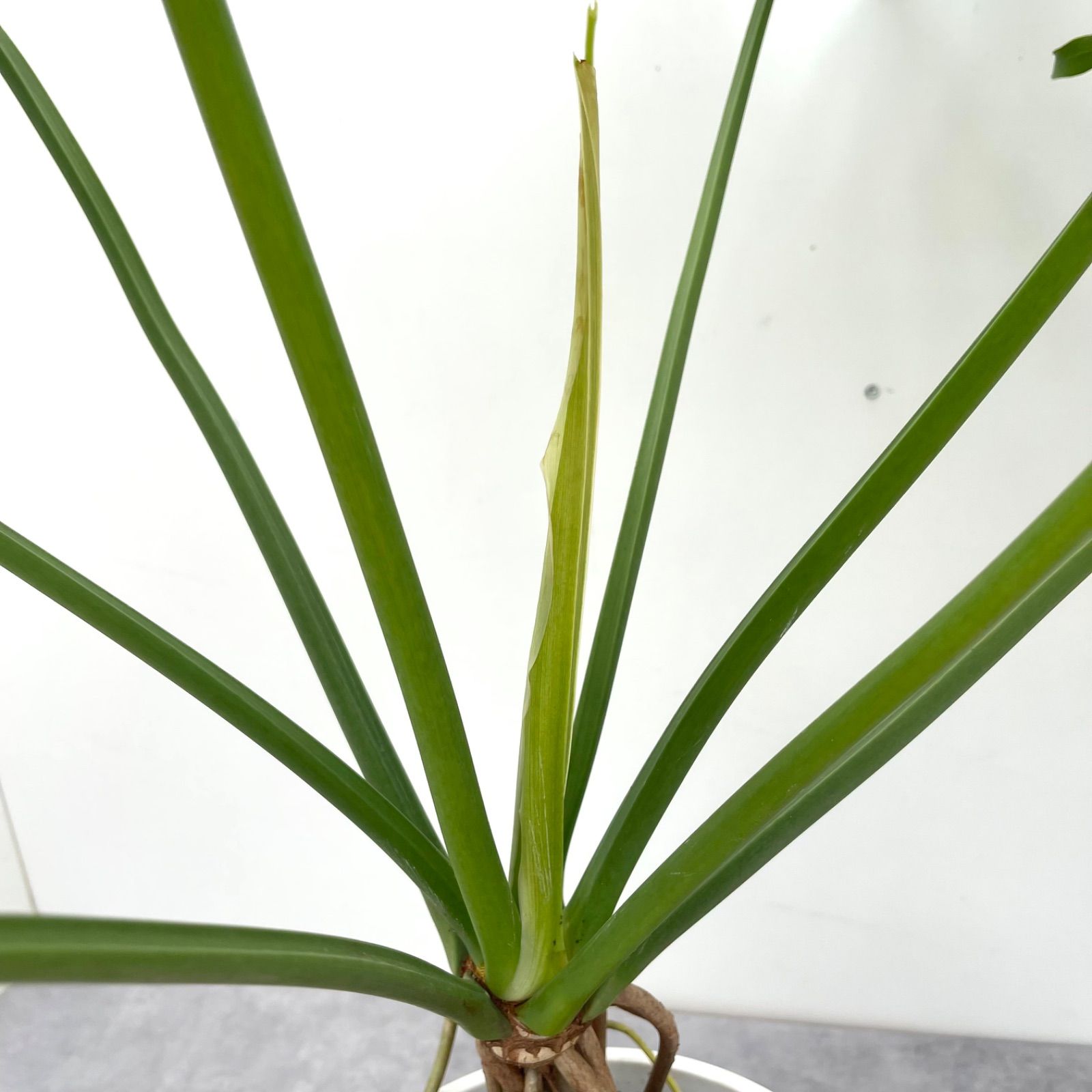 フィロデンドロン セローム 幹上がり 4【現品】観葉植物 大型