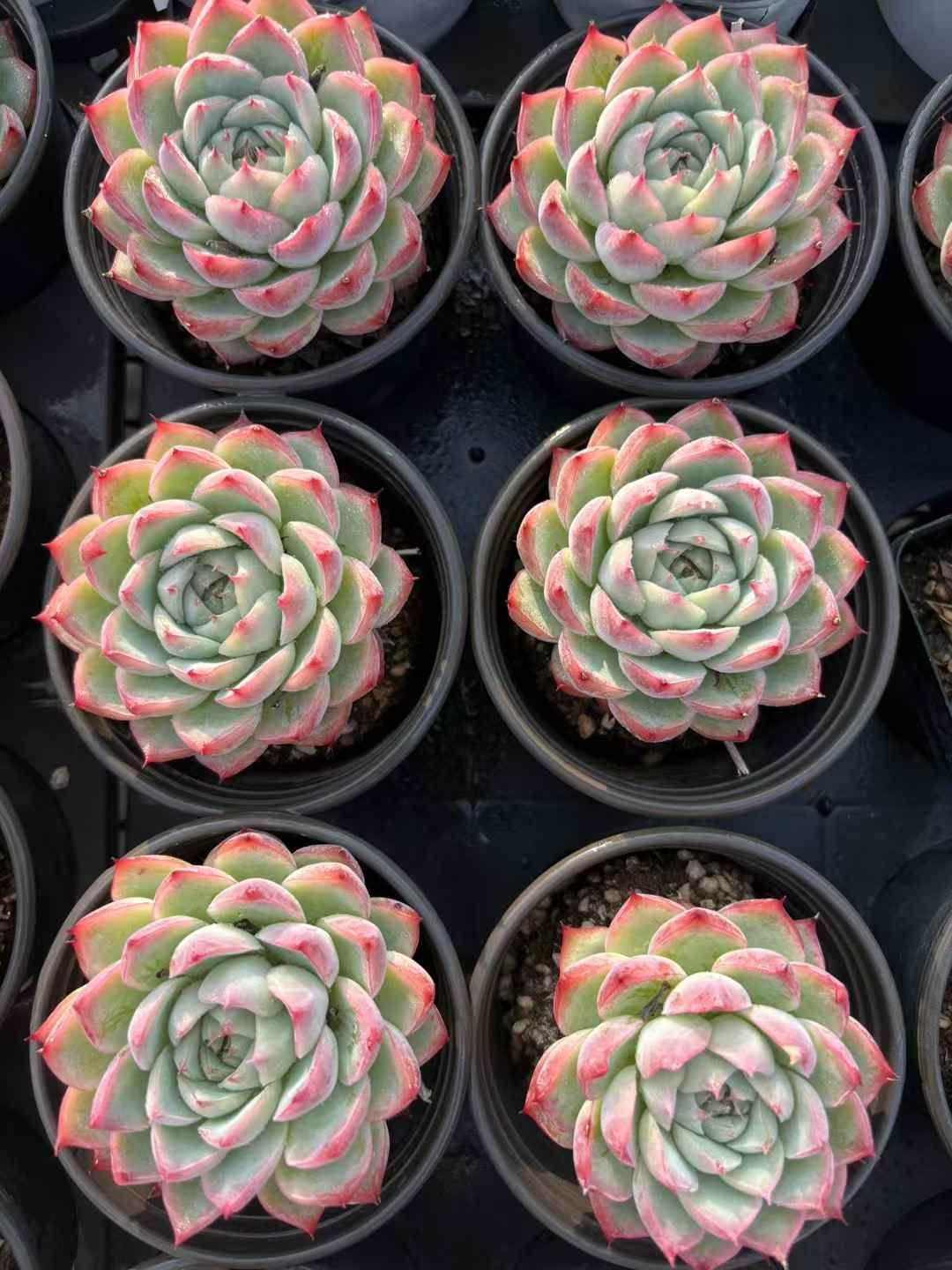 36株の抜き苗セット】ピンククリスタル 多肉植物 佐川急便発送