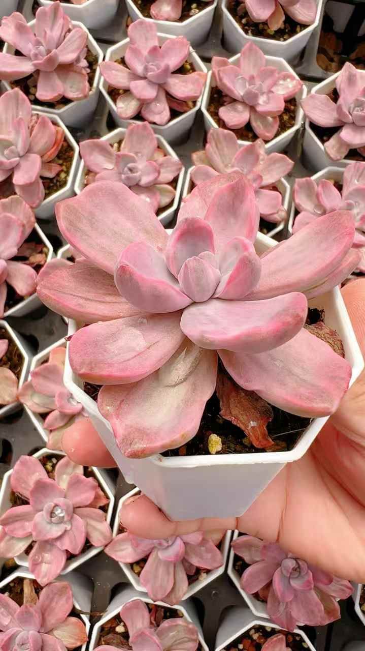 60株の抜き苗セット】 虹のキャンデー錦 多肉植物 佐川急便発送