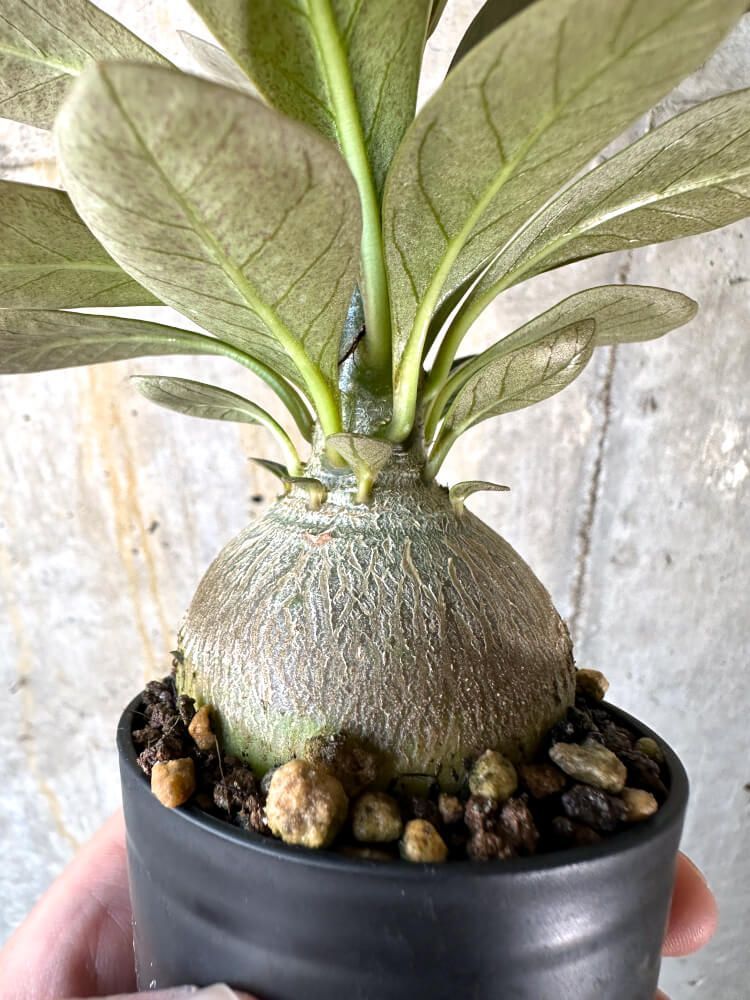 アデニウム　ソコトラナム　実生　純血 アデニウム ソコトラナム 純血 タコ足 大株 実生 A 現品限り