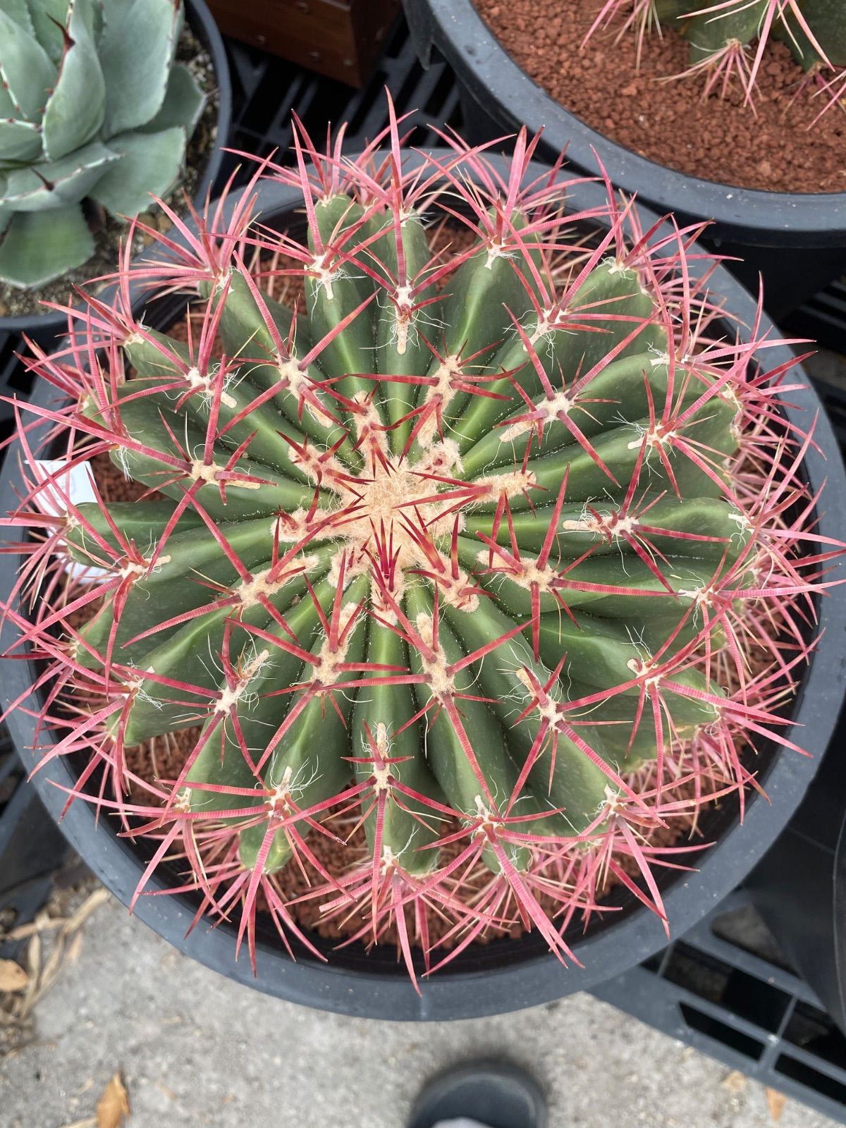 FNつき オレオケレウス 6種類2株ずつ 12苗セット FNつき